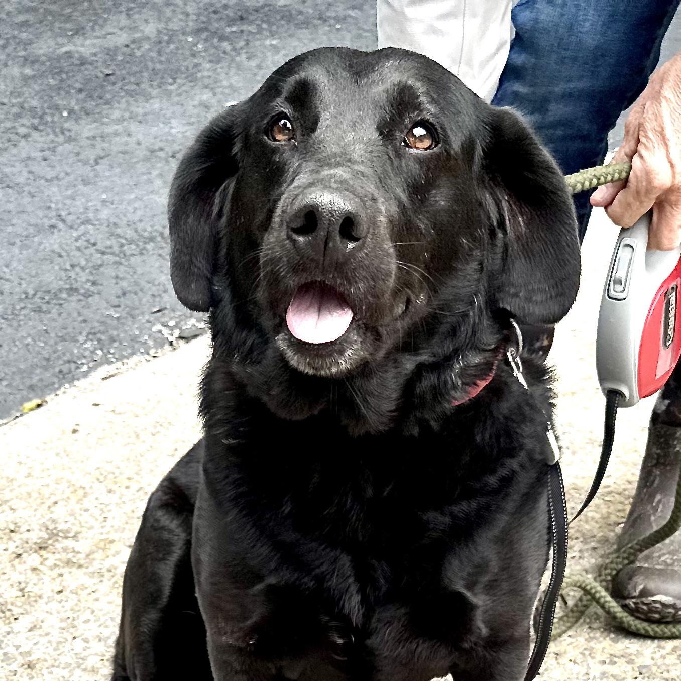 Enlarge Lacie -s, an adopted mixed breed in Sequatchie, TN image 5/6