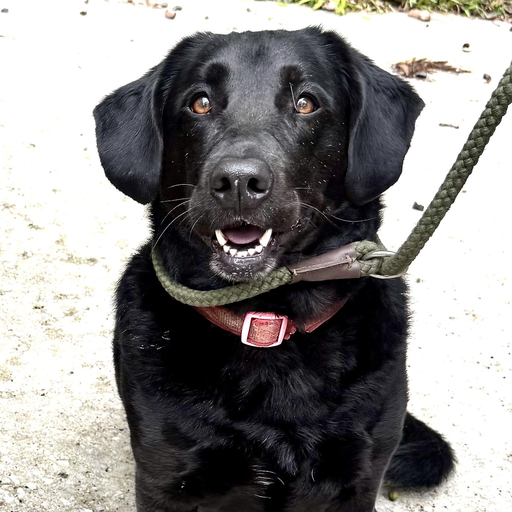 Enlarge Lacie -s, an adopted mixed breed in Sequatchie, TN image 1/6