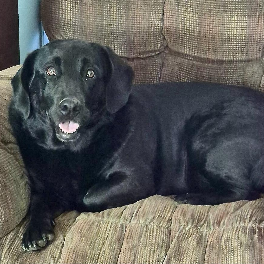 Enlarge Lacie -s, an adopted mixed breed in Sequatchie, TN image 3/6