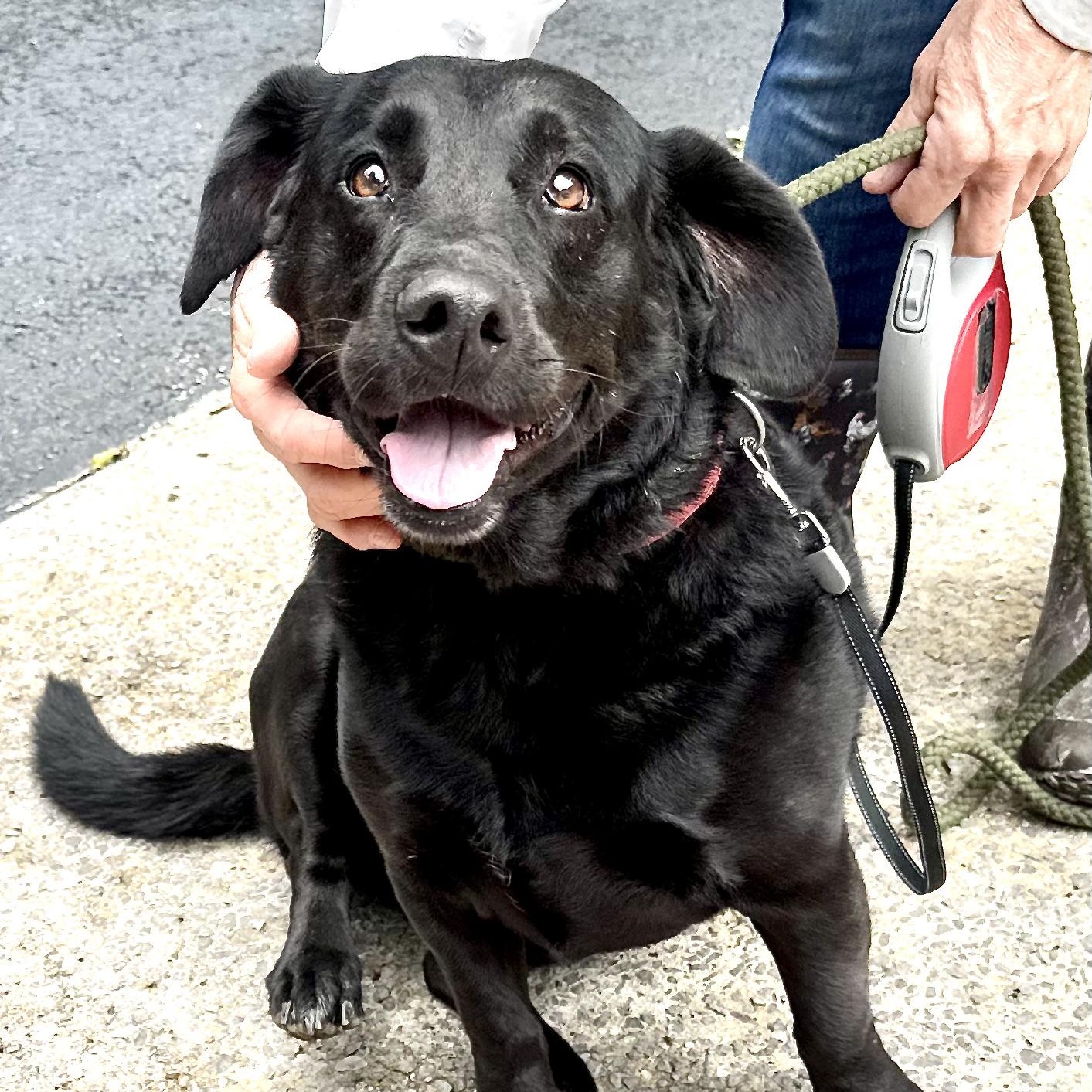Enlarge Lacie -s, an adopted mixed breed in Sequatchie, TN image 2/6