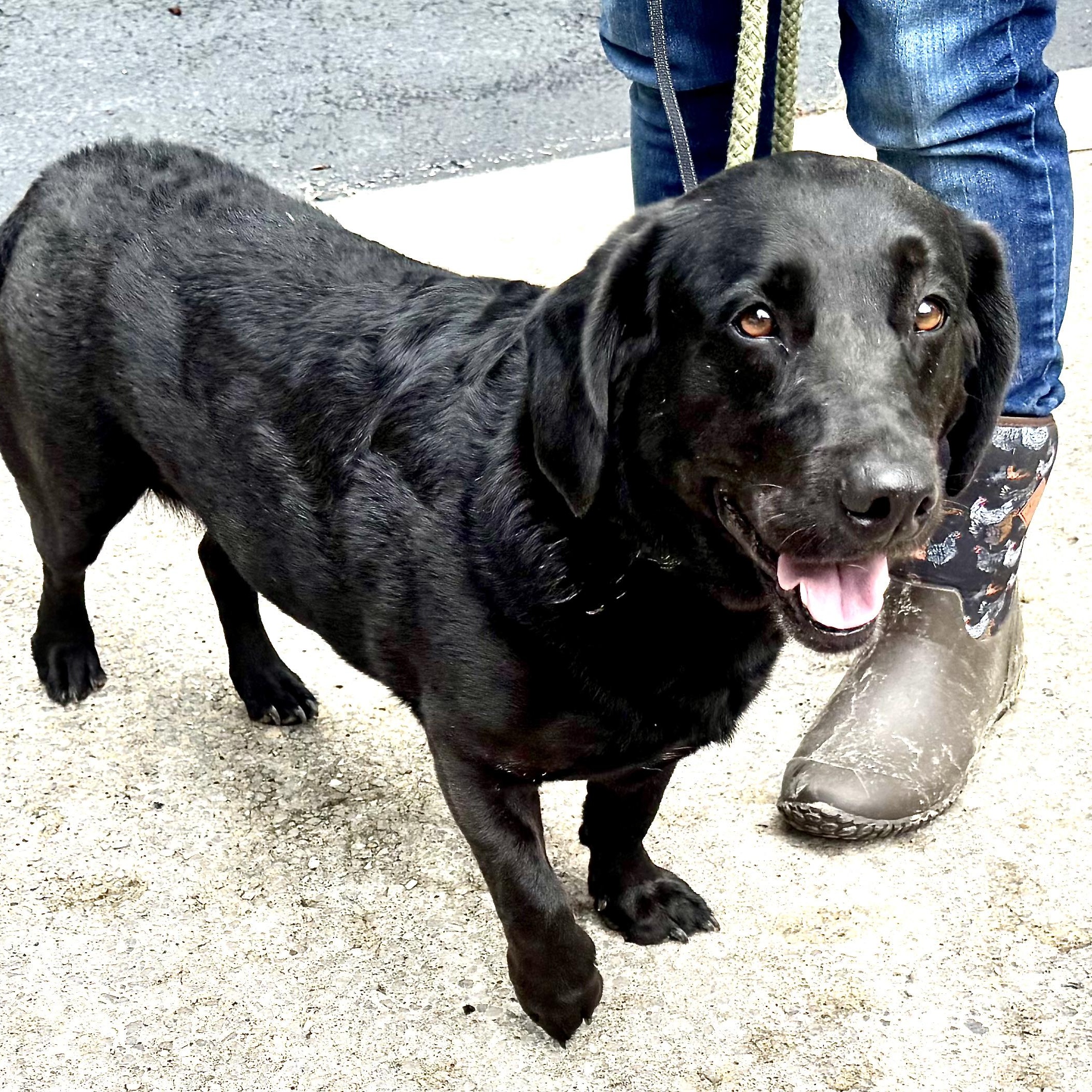 Enlarge Lacie -s, an adopted mixed breed in Sequatchie, TN image 4/6