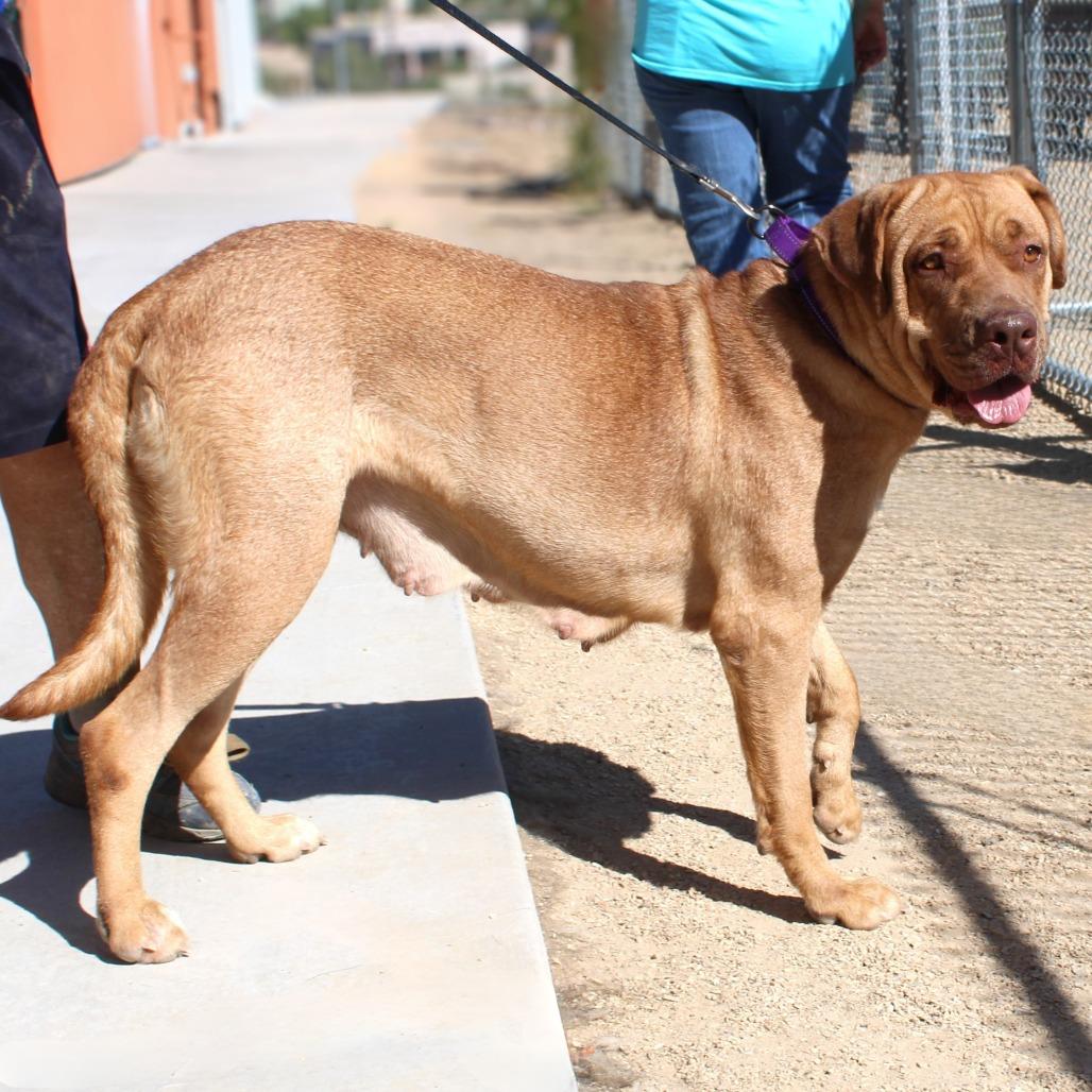 Enlarge Oro, a Adoptable Mixed Breed in Las Cruces, NM image 1/6