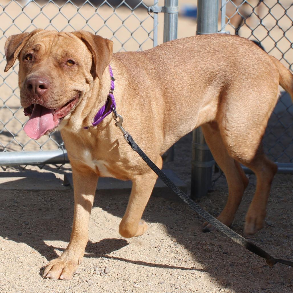 Enlarge Oro, a Adoptable Mixed Breed in Las Cruces, NM image 2/6