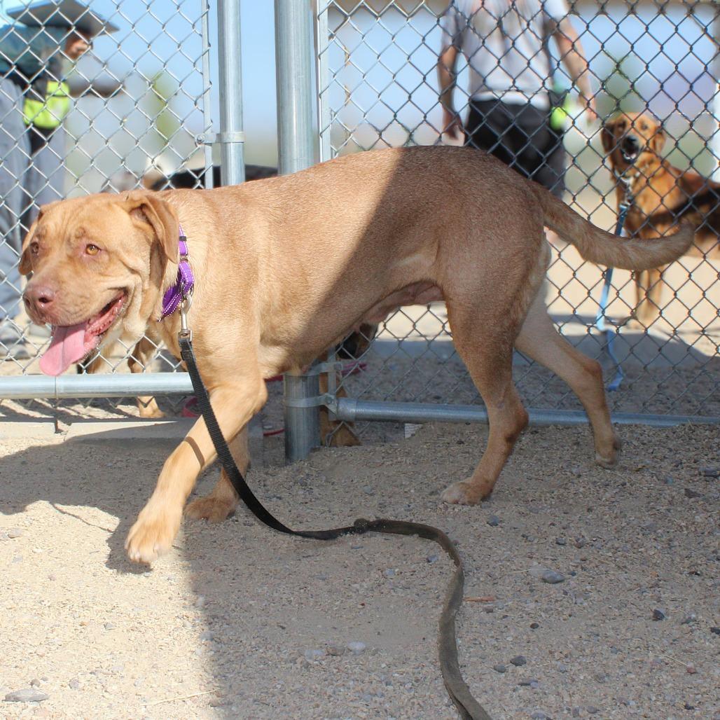 Enlarge Oro, a Adoptable Mixed Breed in Las Cruces, NM image 3/6