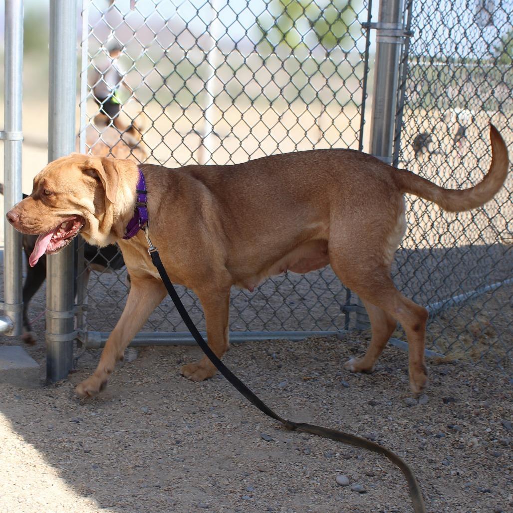 Enlarge Oro, a Adoptable Mixed Breed in Las Cruces, NM image 4/6