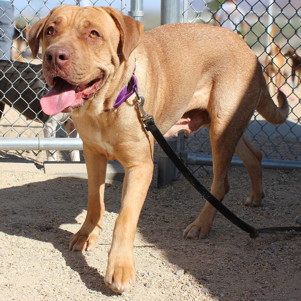 Enlarge Oro, a Adoptable Mixed Breed in Las Cruces, NM image 5/6