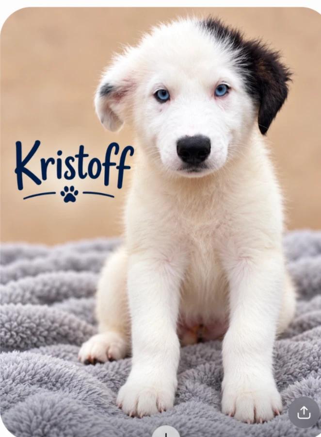 Enlarge Kristoff, a Adopted mixed breed in CHURCHVILLE, NY image 1/1
