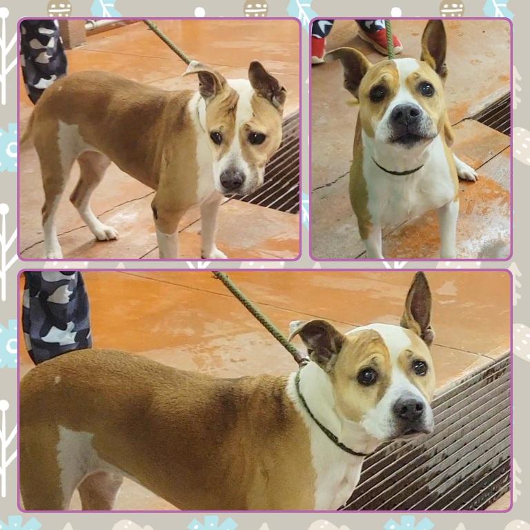 MAGGIE, ADOPTABLE, Adult Male Pit Bull Terrier.