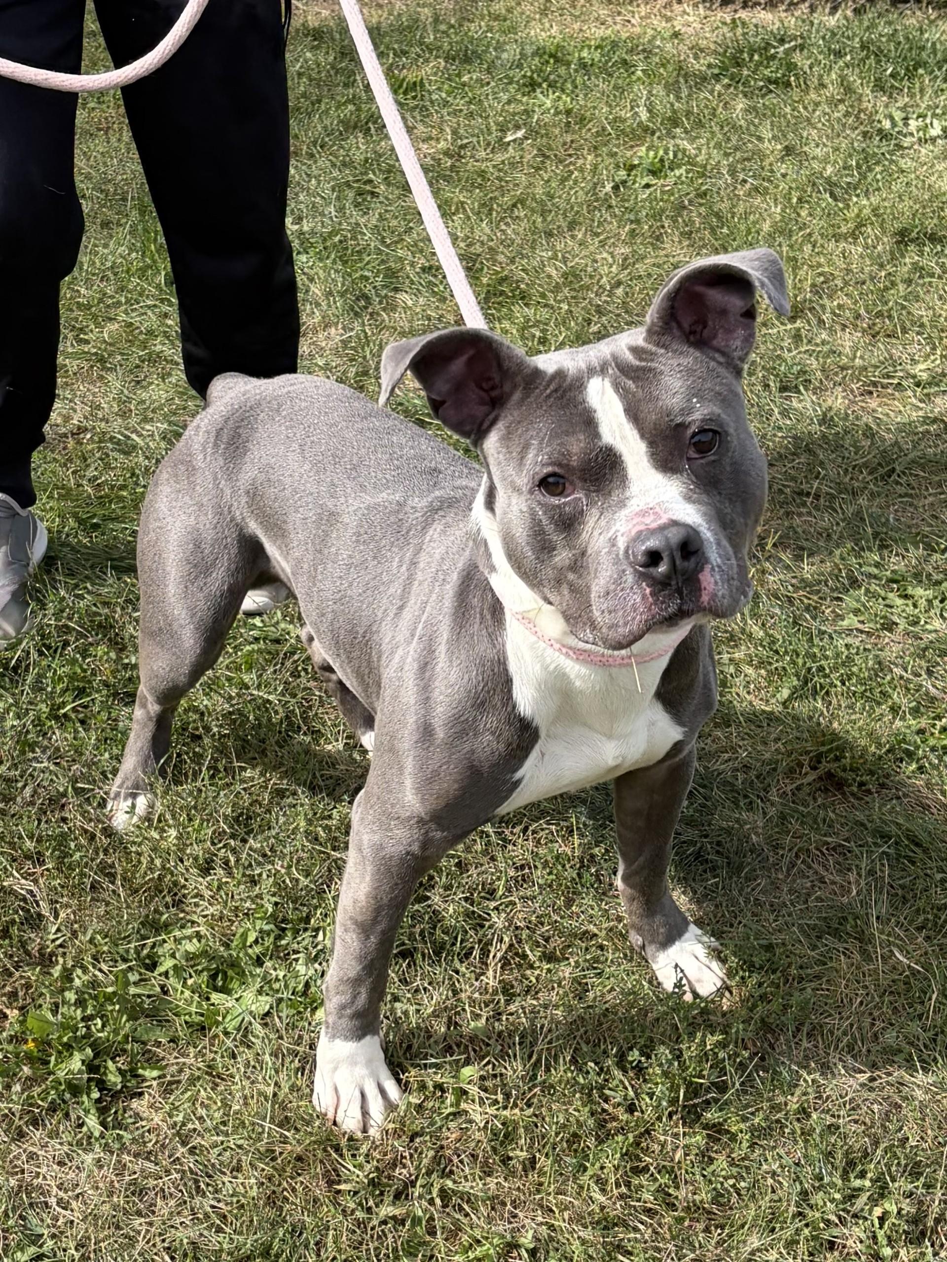 Enlarge Jake, a Adoptable Pit Bull Terrier in Winchester, VA image 5/5
