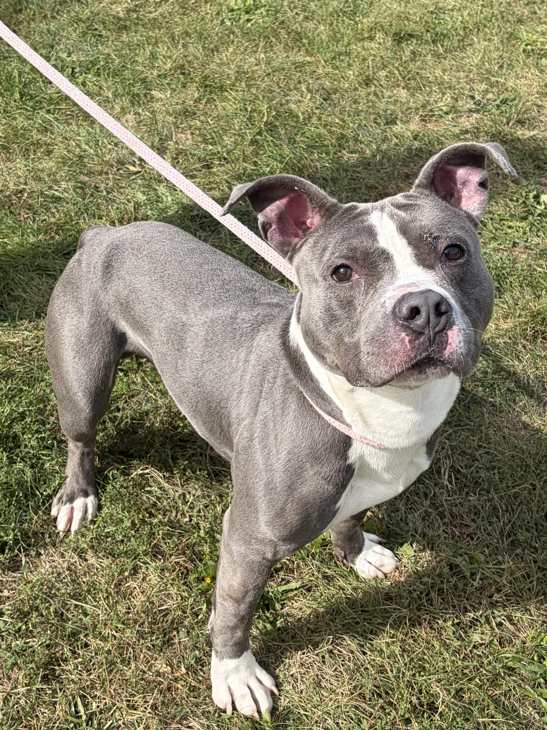 Enlarge Jake, a Adoptable Pit Bull Terrier in Winchester, VA image 2/5