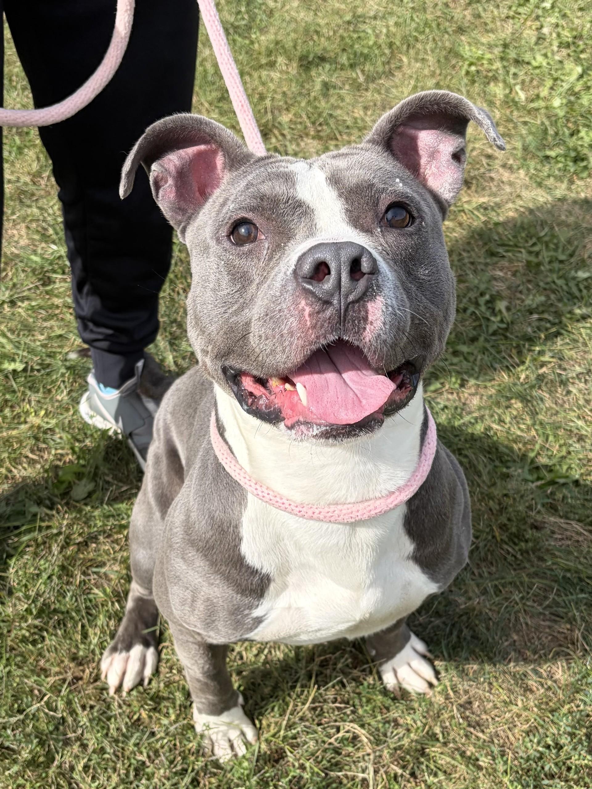 Enlarge Jake, a Adoptable Pit Bull Terrier in Winchester, VA image 4/5