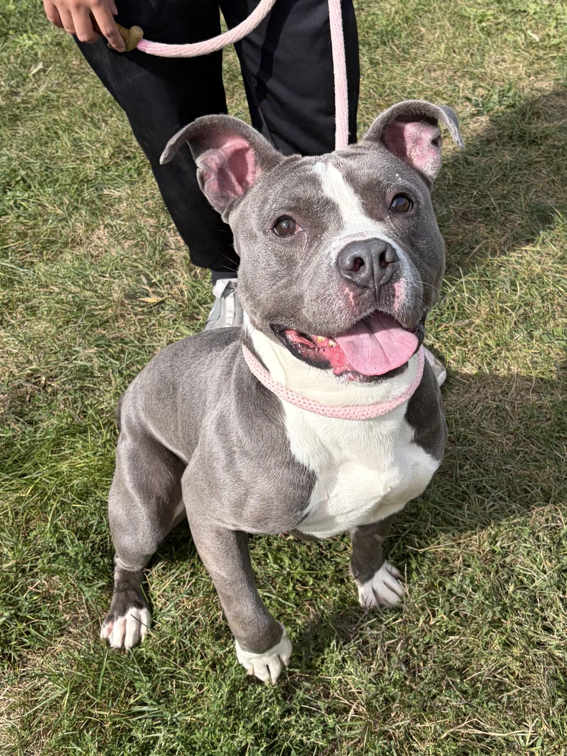 Jake, Adoptable, Adult Male Pit Bull Terrier.