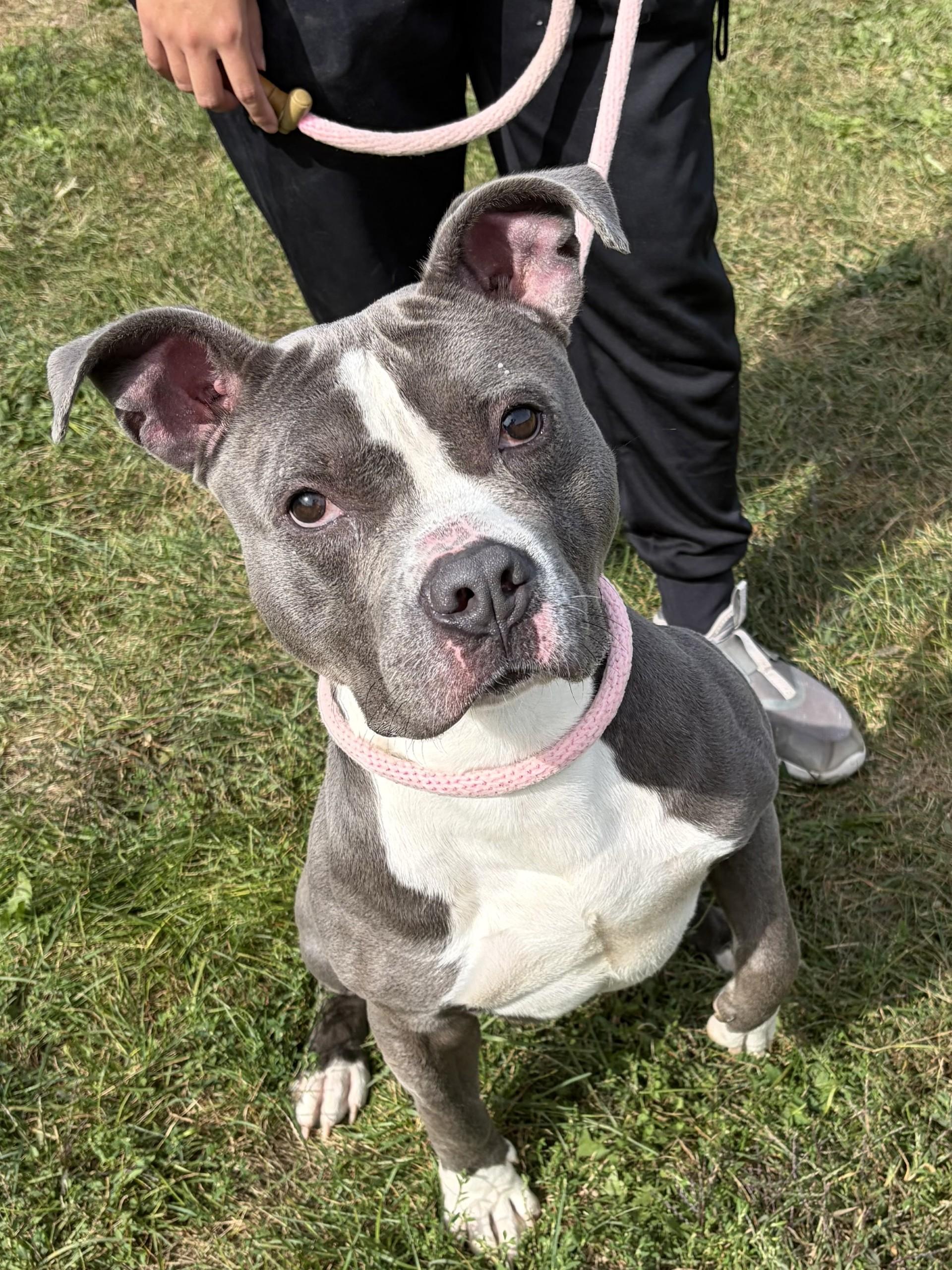Enlarge Jake, a Adoptable Pit Bull Terrier in Winchester, VA image 3/5