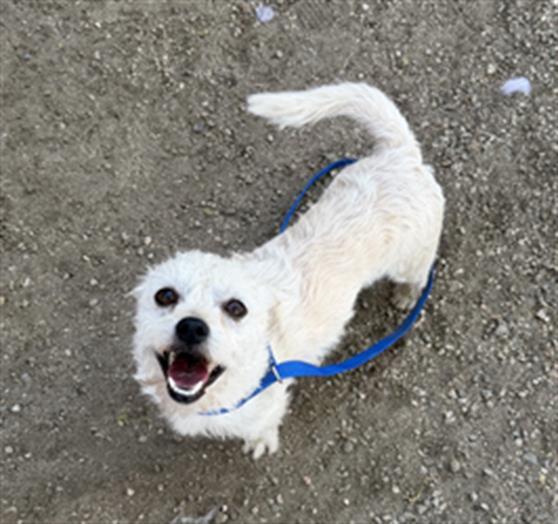 CHIEF, Adoptable, Young Male Terrier & Mixed Breed.