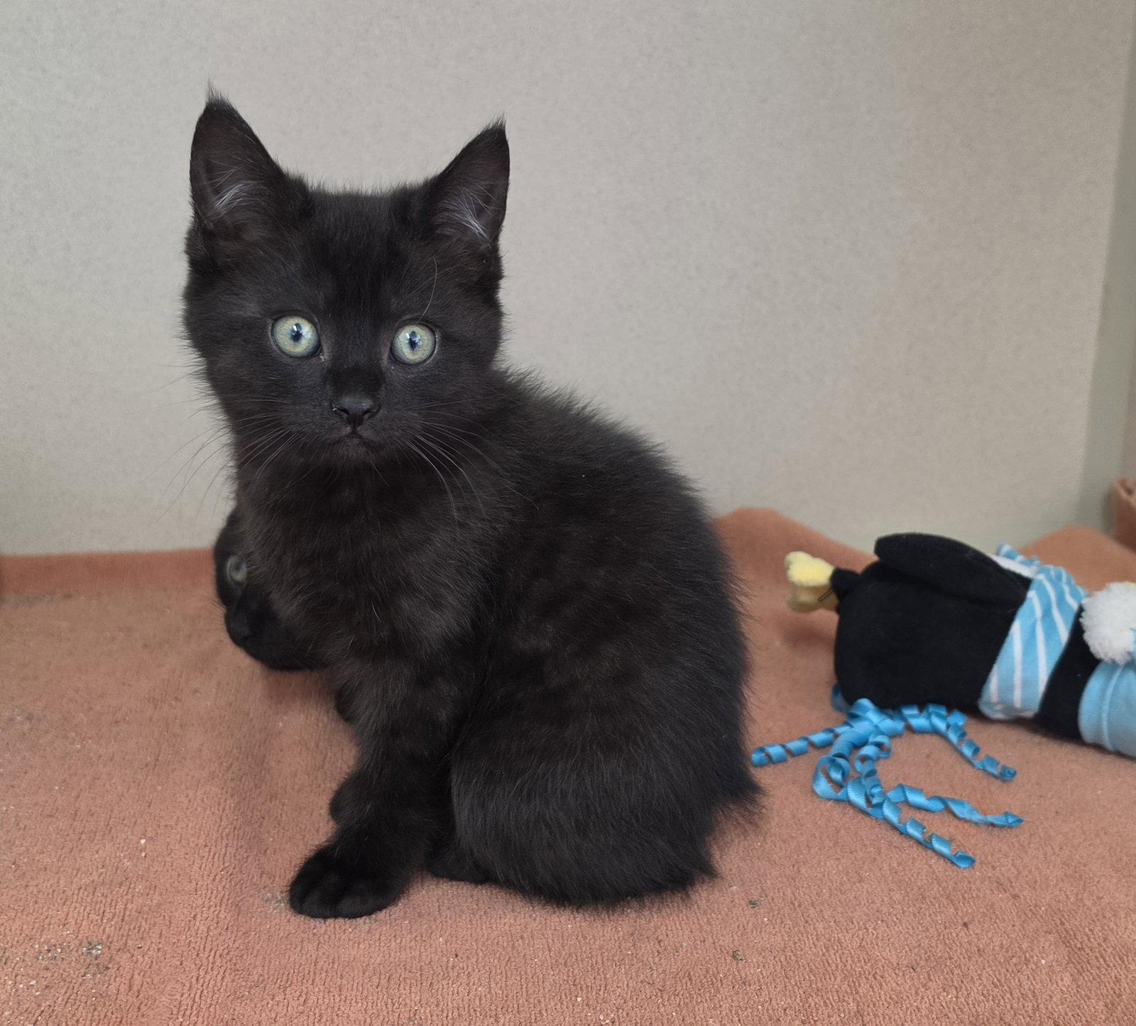 Koala, Adoptable, Young Female Domestic Short Hair & American Bobtail.