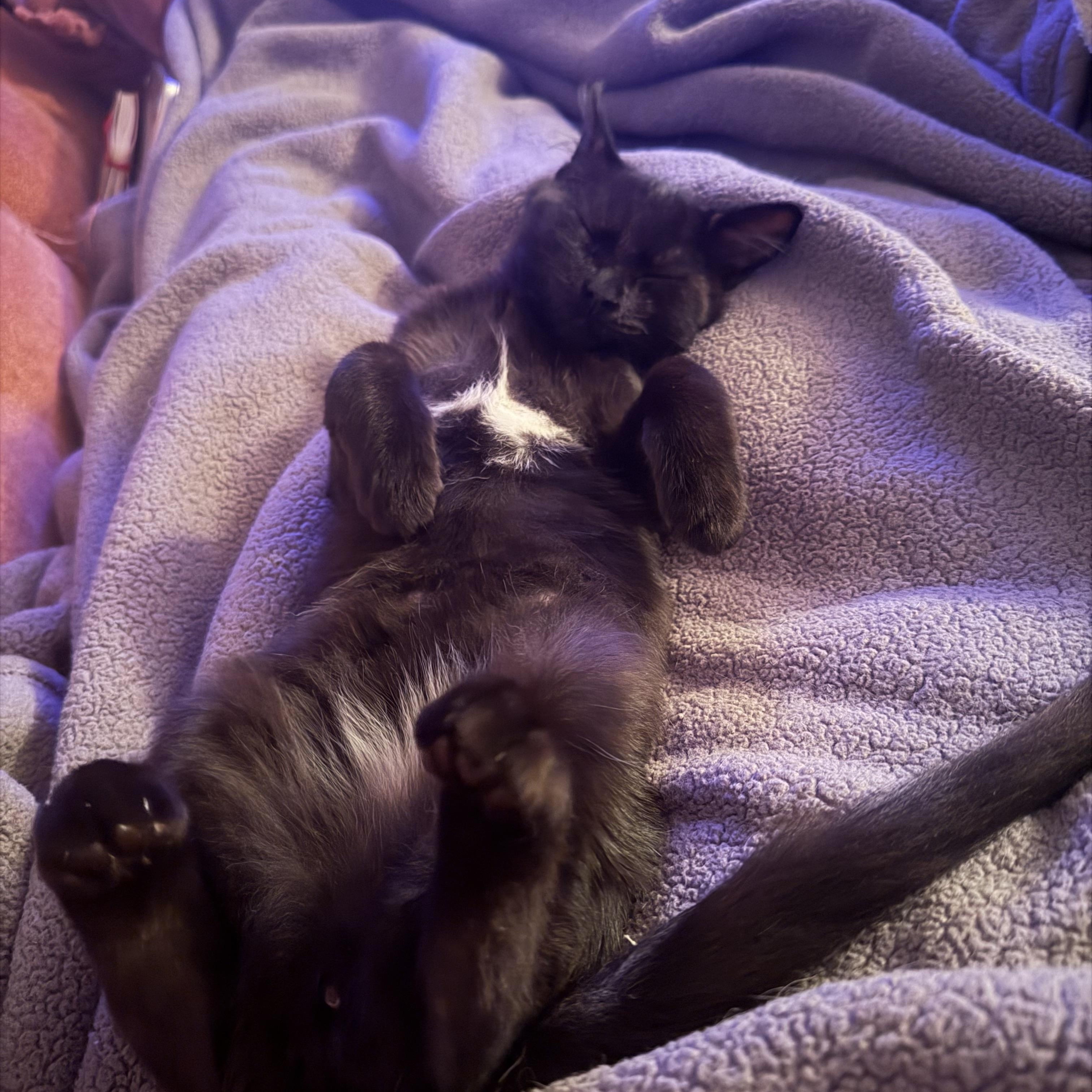 Enlarge Quesadilla, a ADOPTABLE Domestic Medium Hair in Seneca, SC image 3/4