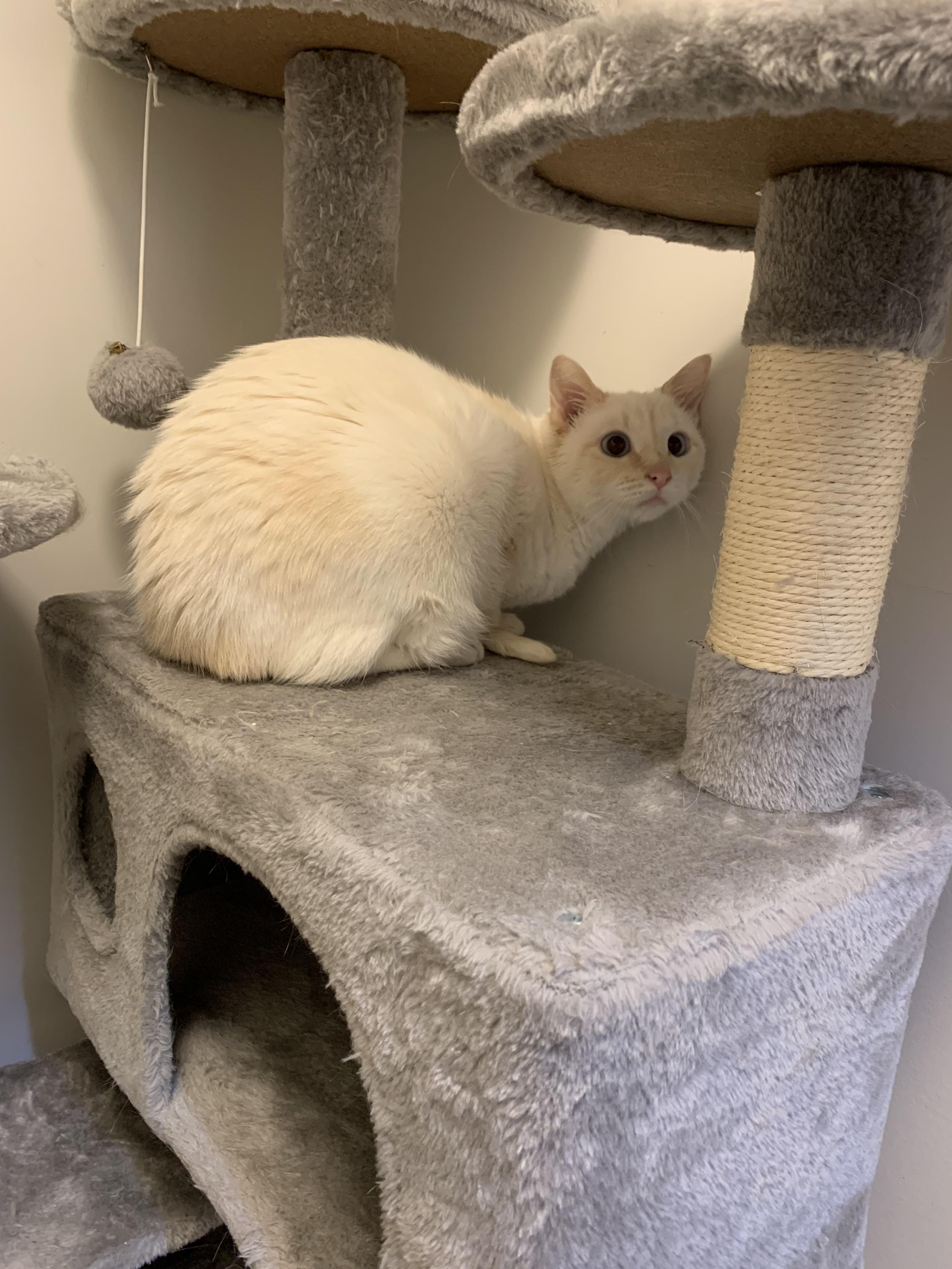 Vanilla Bean, Young Female unknown