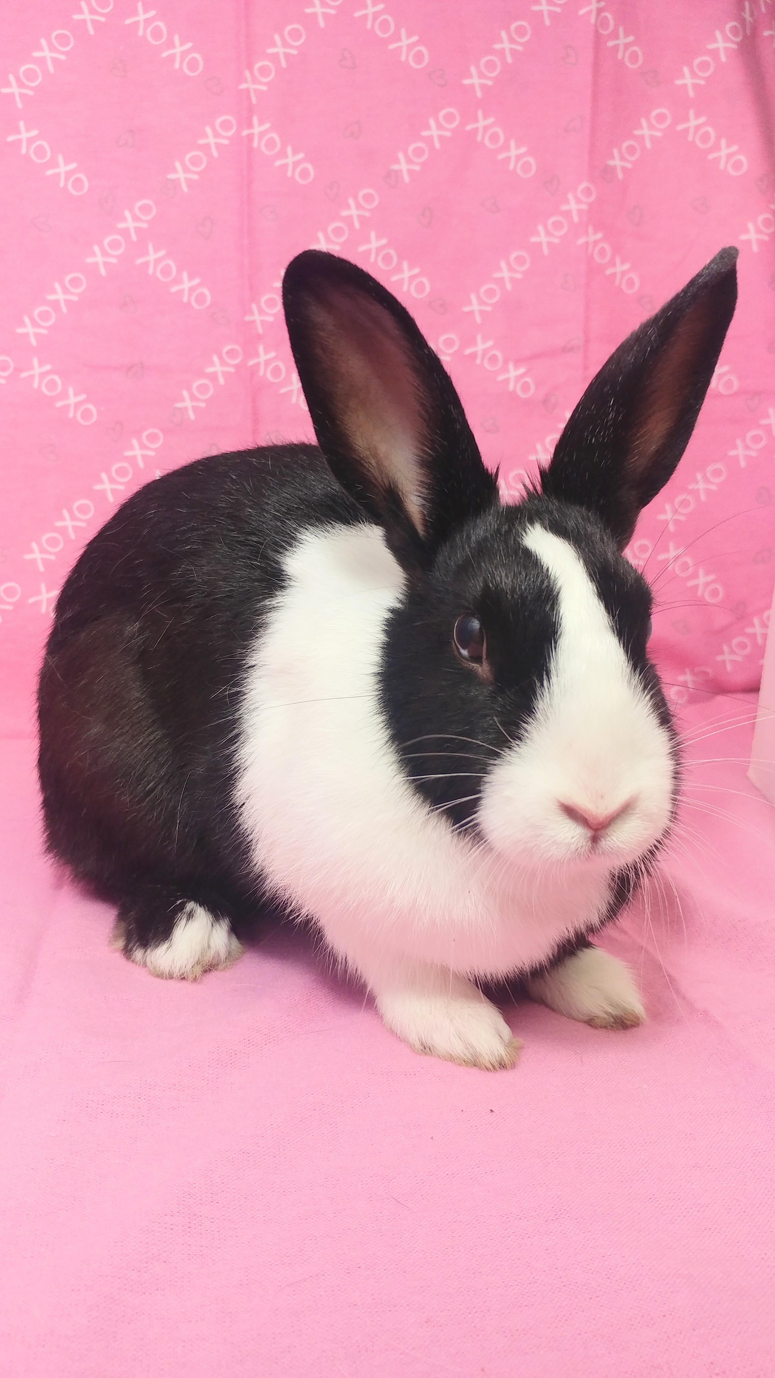 Midge and Middy, a Adoptable Dutch in Lake Elsinore, CA image 4/4