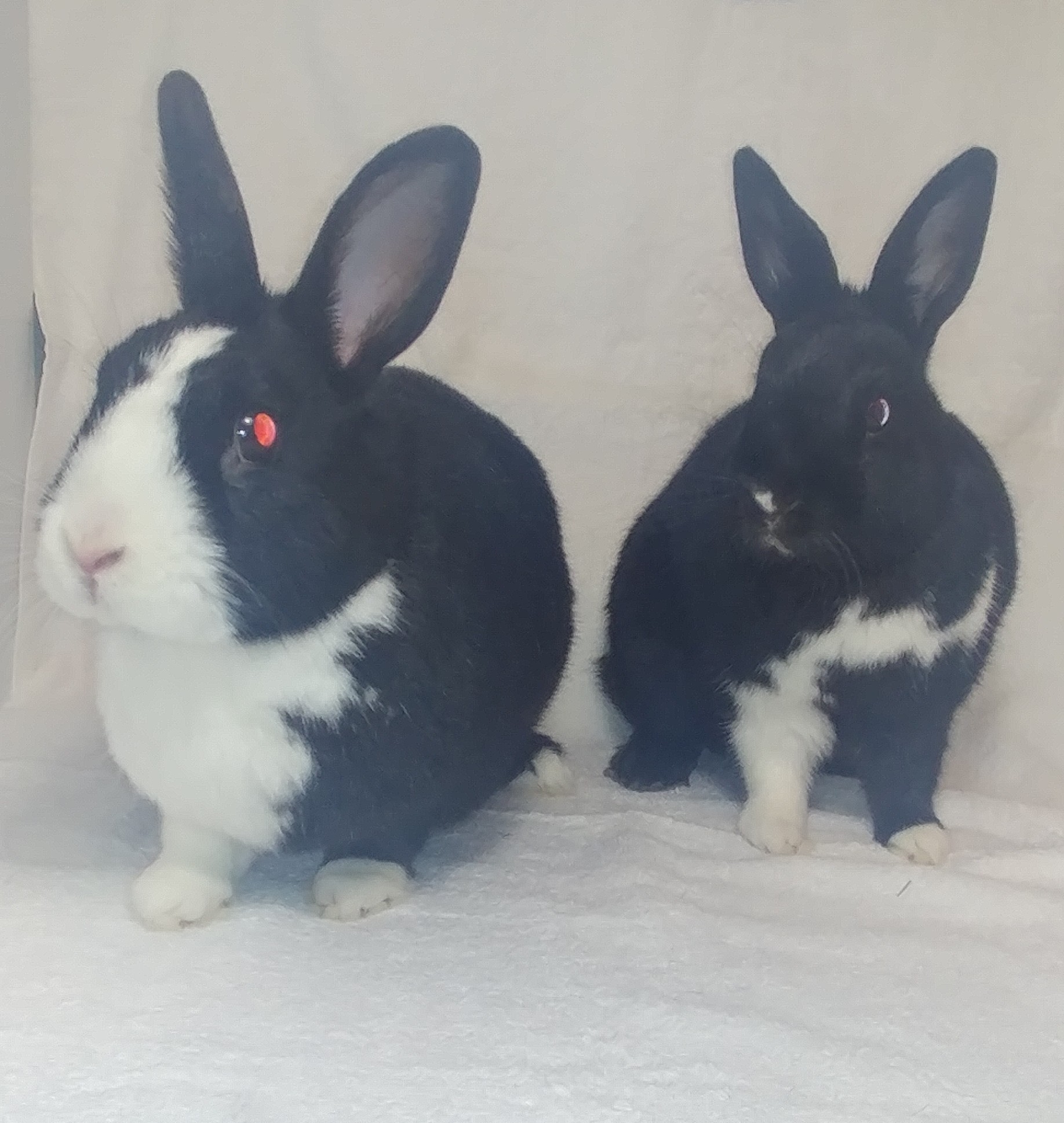 Midge and Middy, a Adoptable Dutch in Lake Elsinore, CA image 1/4