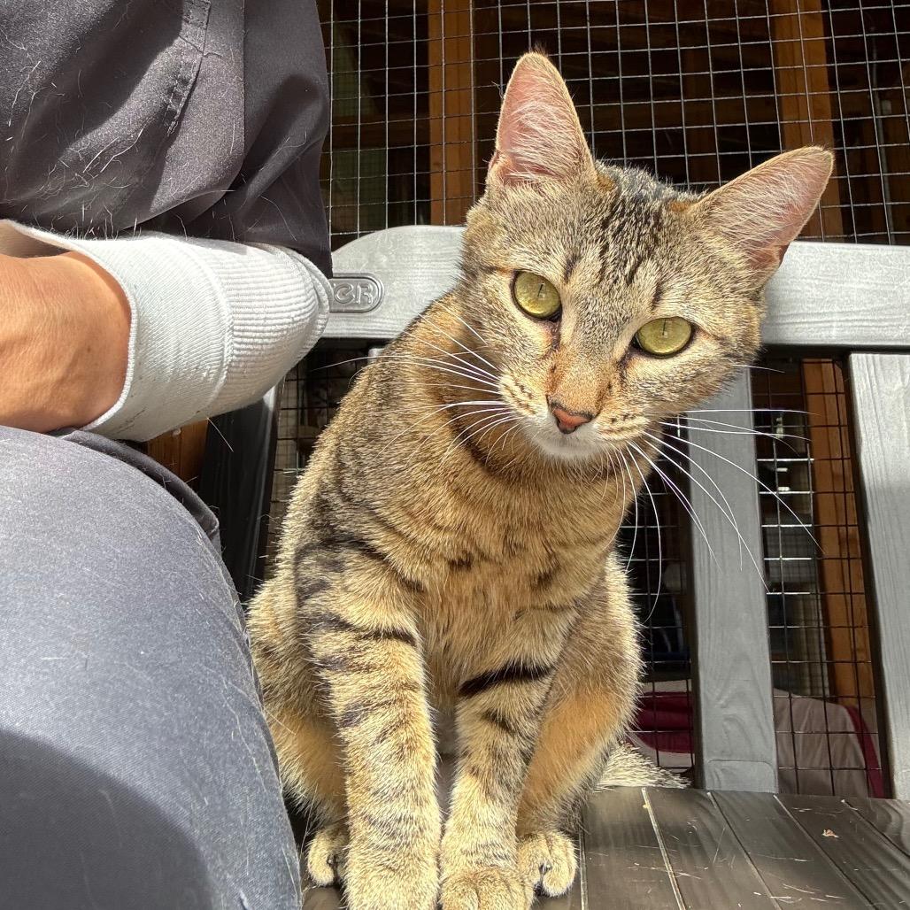 Vonnie, Adoptable, Adult Female Domestic Short Hair.