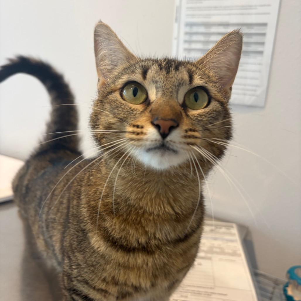 Enlarge Vonnie, a Adoptable Domestic Short Hair in Port Angeles, WA image 2/6