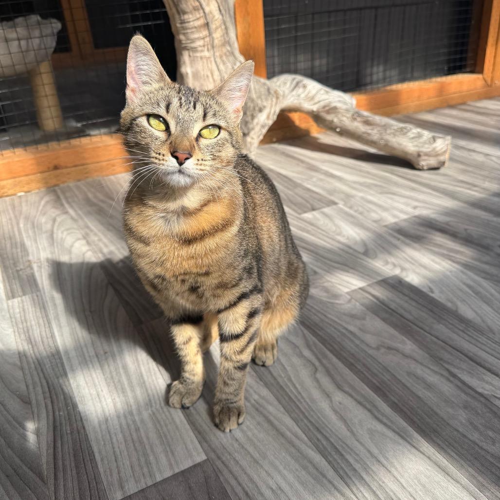 Enlarge Vonnie, a Adoptable Domestic Short Hair in Port Angeles, WA image 3/6
