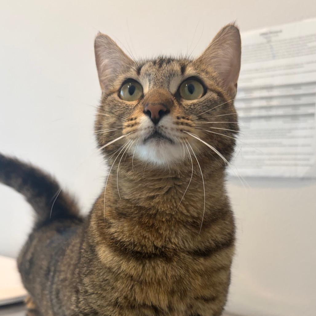 Enlarge Vonnie, a Adoptable Domestic Short Hair in Port Angeles, WA image 4/6