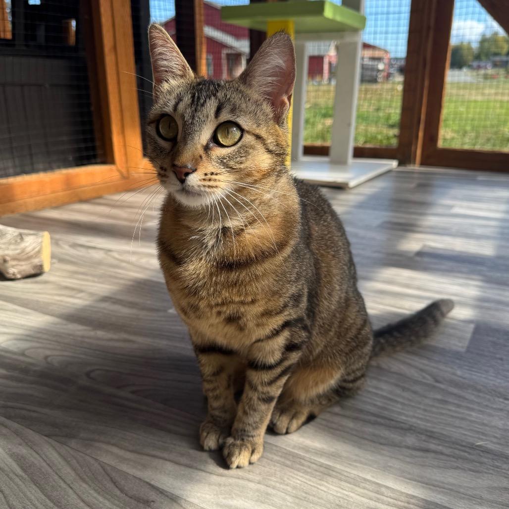 Enlarge Vonnie, a Adoptable Domestic Short Hair in Port Angeles, WA image 6/6