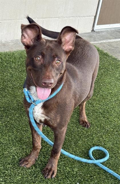 HARTING, ADOPTABLE, Young • Female, Australian Kelpie & Labrador Retriever.
