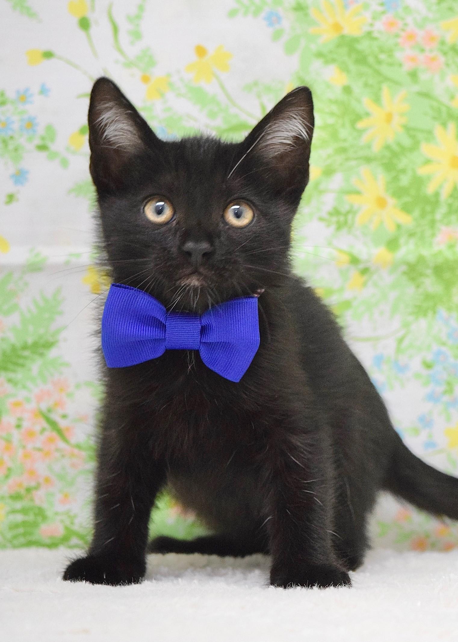 Enlarge Shamrock, an adopted Domestic Short Hair in Dublin, CA image 1/1