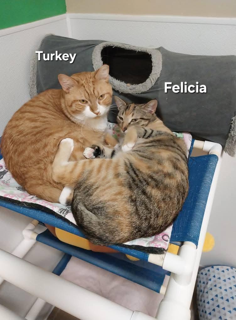 Enlarge Turkey and Felicia , a ADOPTABLE Domestic Short Hair in Temple, PA image 5/5