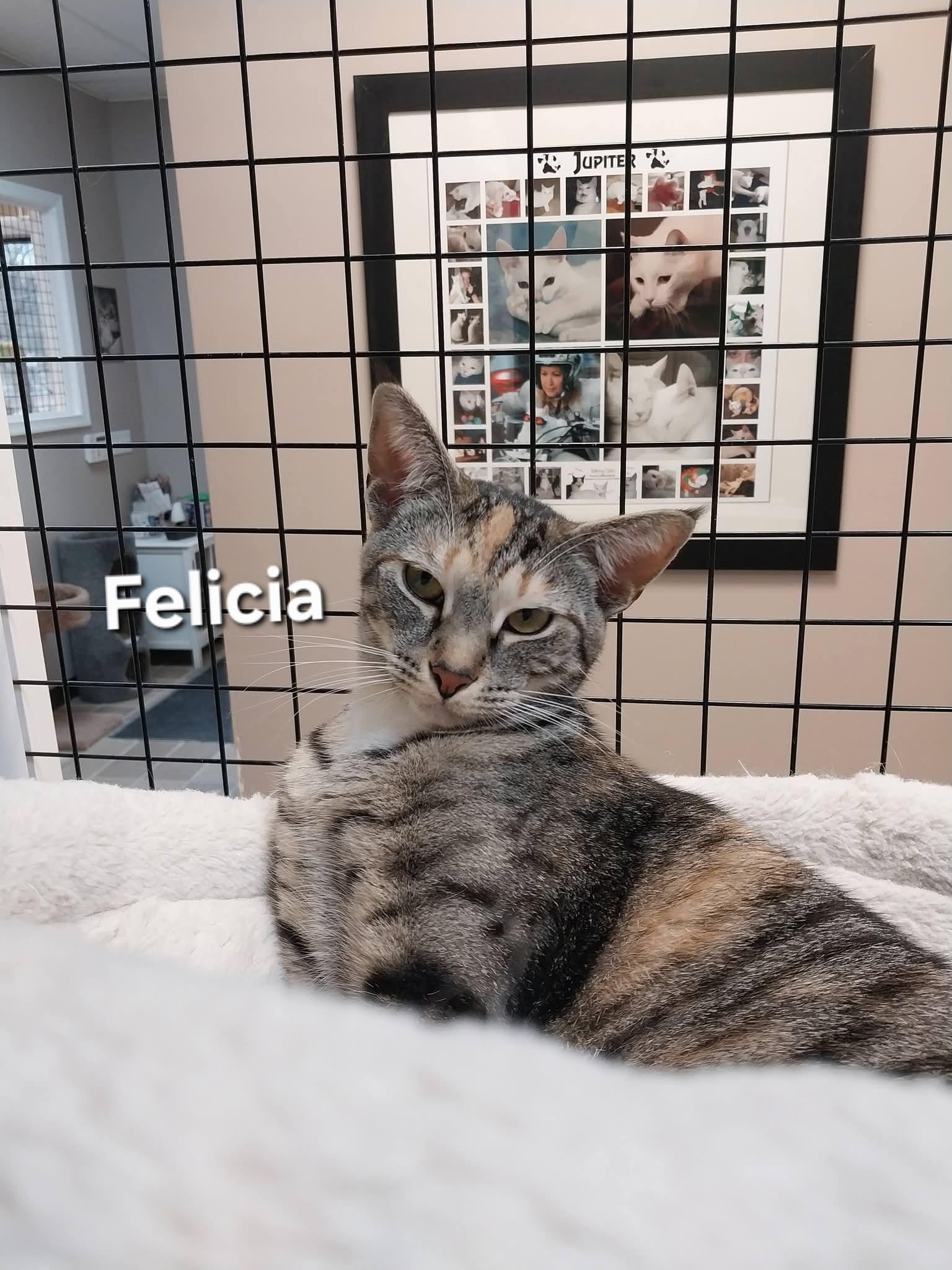 Enlarge Turkey and Felicia , a ADOPTABLE Domestic Short Hair in Temple, PA image 3/5