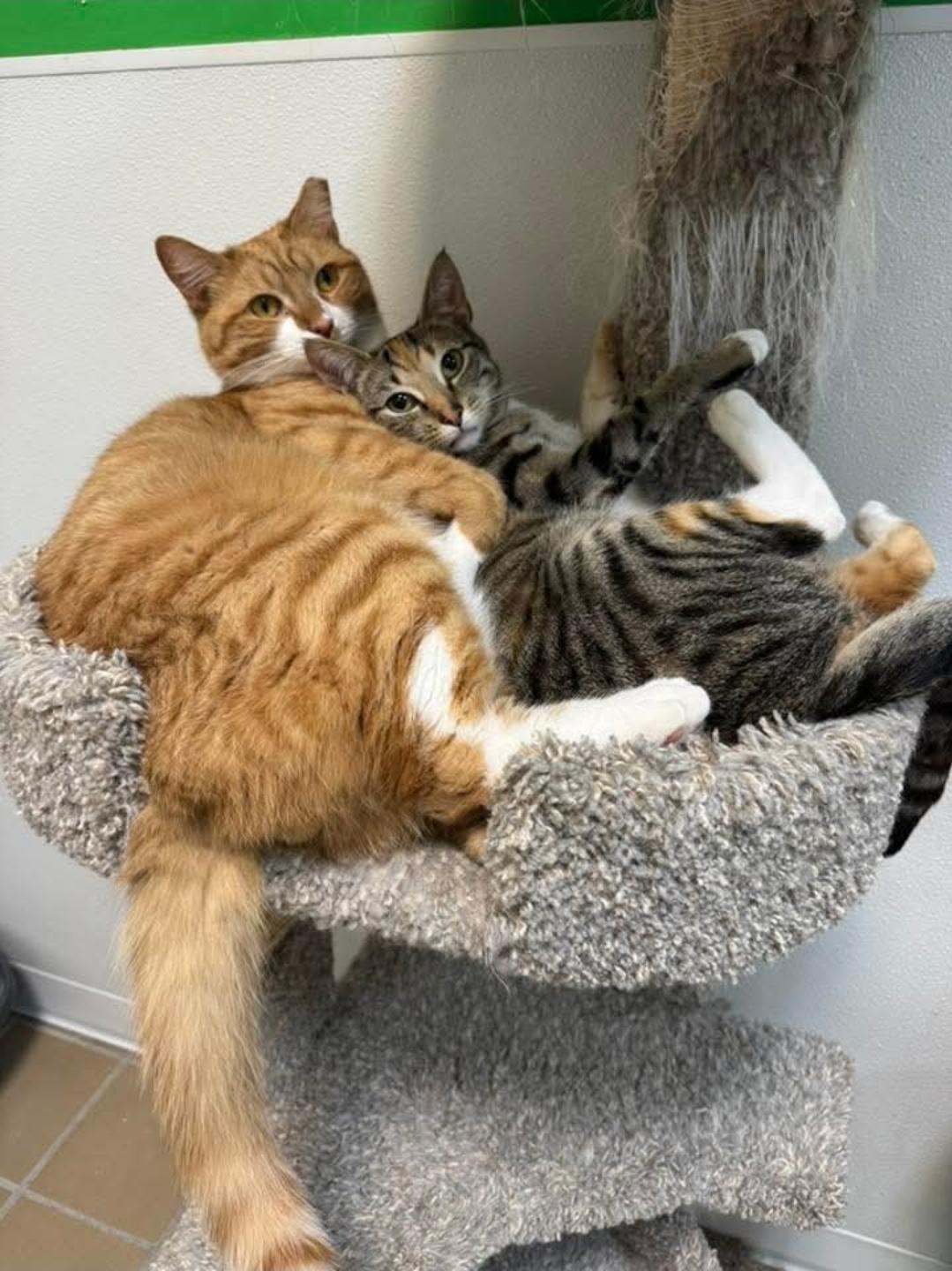 Enlarge Turkey and Felicia , a ADOPTABLE Domestic Short Hair in Temple, PA image 1/5