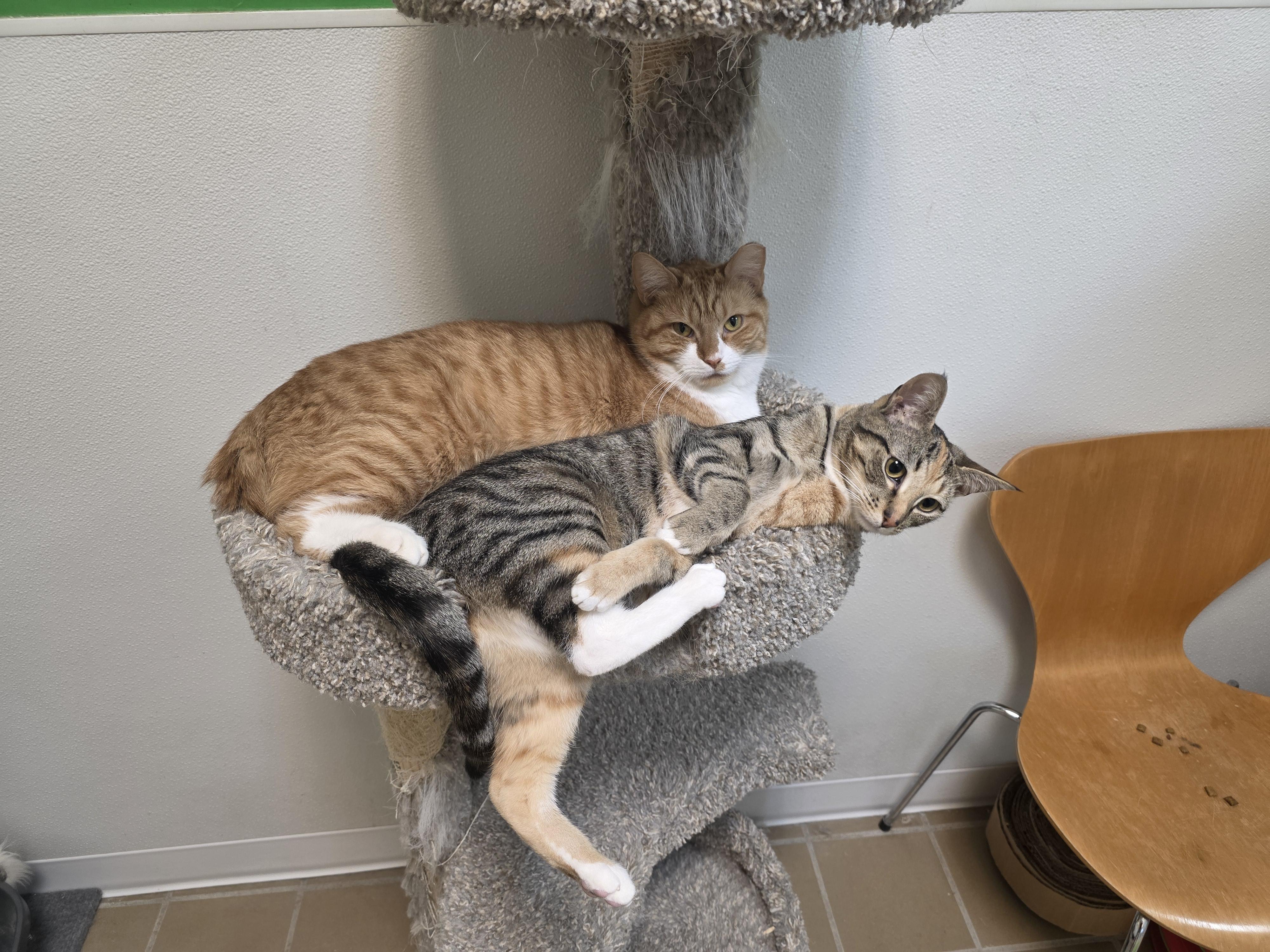 Enlarge Turkey and Felicia , a ADOPTABLE Domestic Short Hair in Temple, PA image 2/5