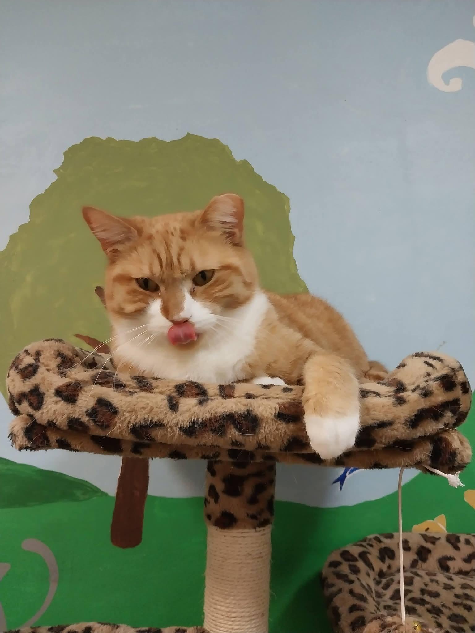 Enlarge Turkey and Felicia , a ADOPTABLE Domestic Short Hair in Temple, PA image 4/5