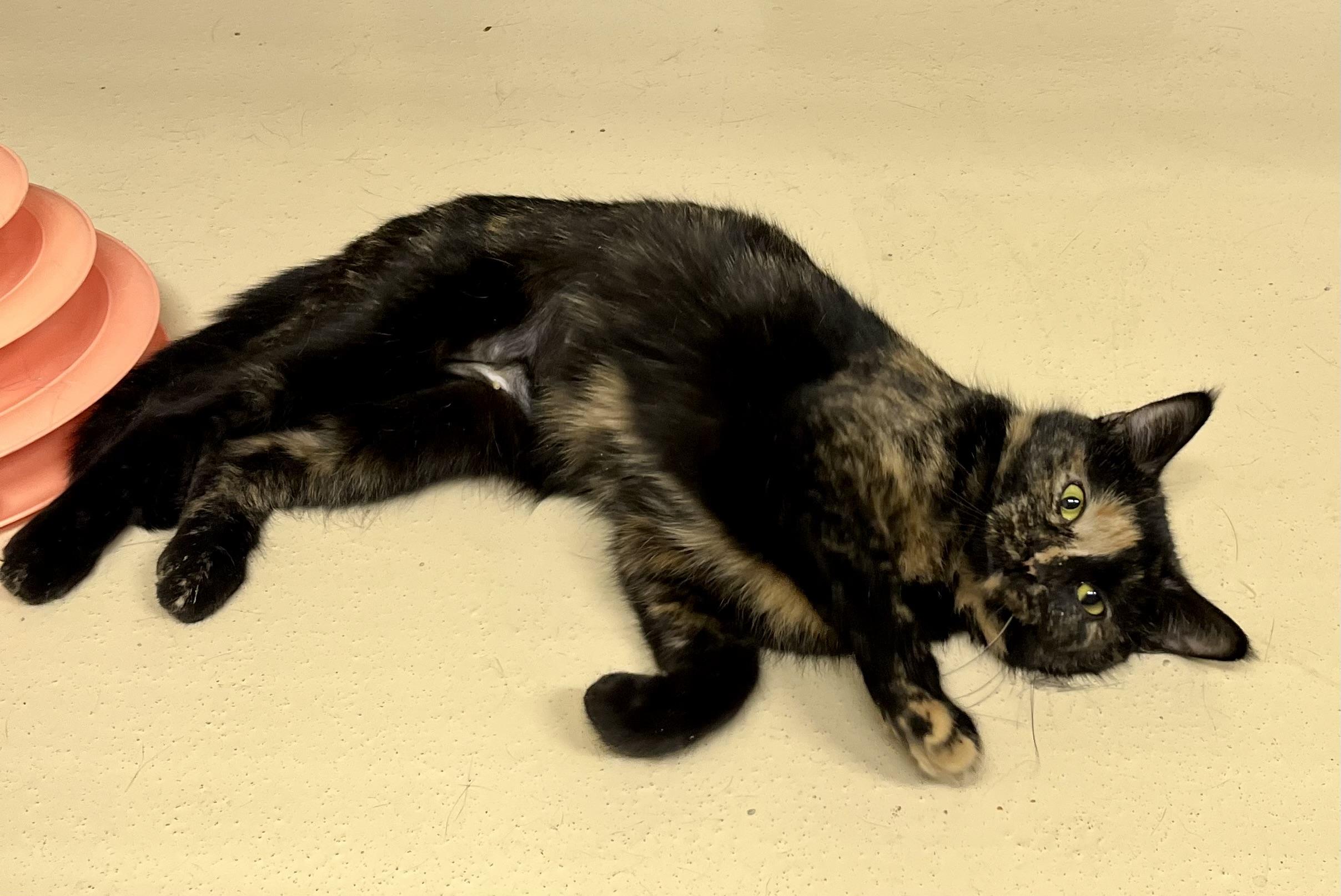 Electric Lime — thumbnail 3