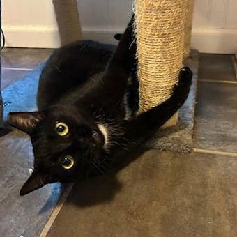 Enlarge Santa Maria, a Adoptable Domestic Short Hair in Akron, OH image 1/3