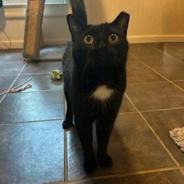 Enlarge Santa Maria, a Adoptable Domestic Short Hair in Akron, OH image 2/3