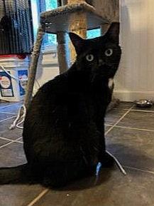 Enlarge Santa Maria, a Adoptable Domestic Short Hair in Akron, OH image 3/3