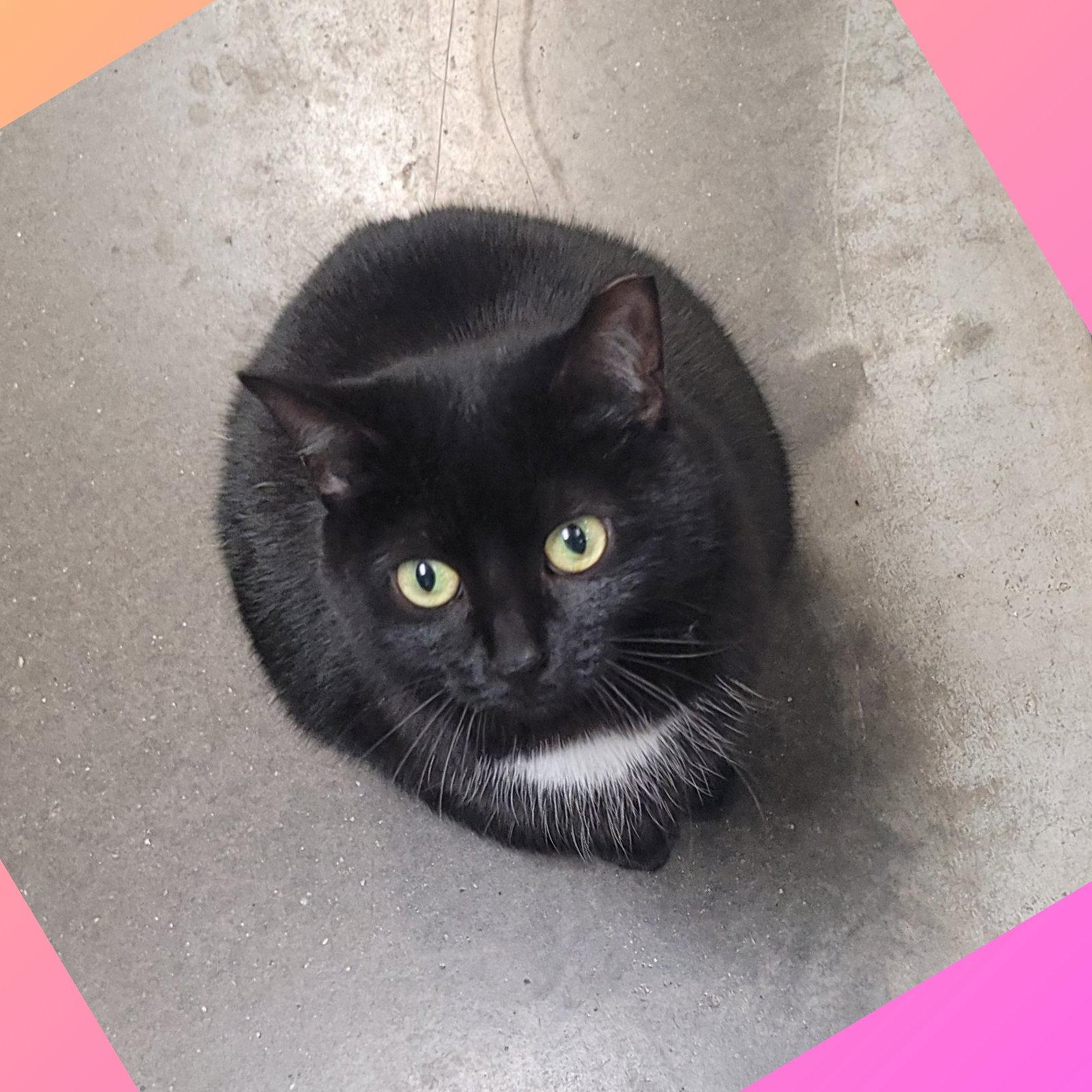 Enlarge Santa Maria AKA Sammy, a Adoptable Domestic Short Hair in Akron, OH image 3/3
