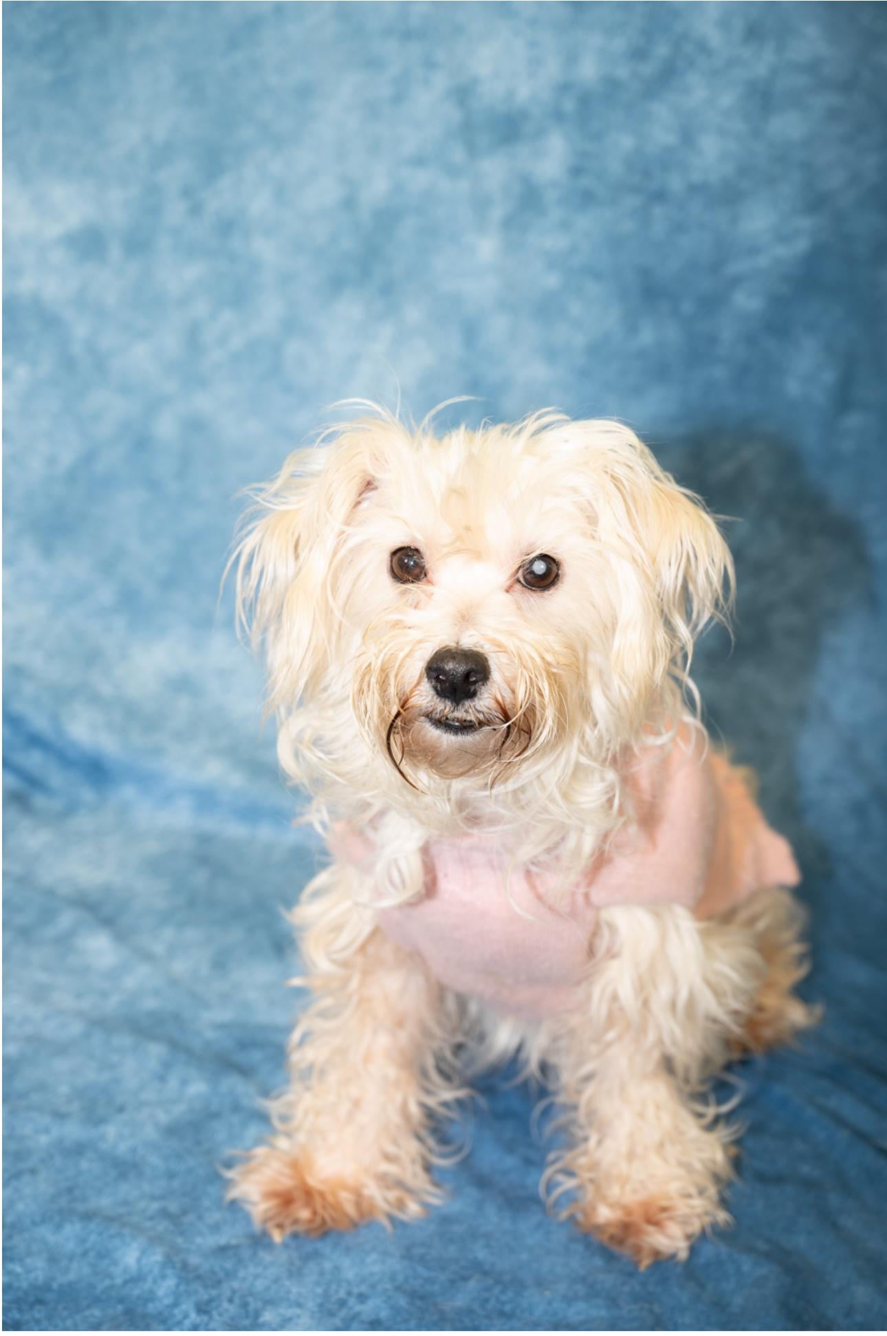 Bailey — thumbnail 2