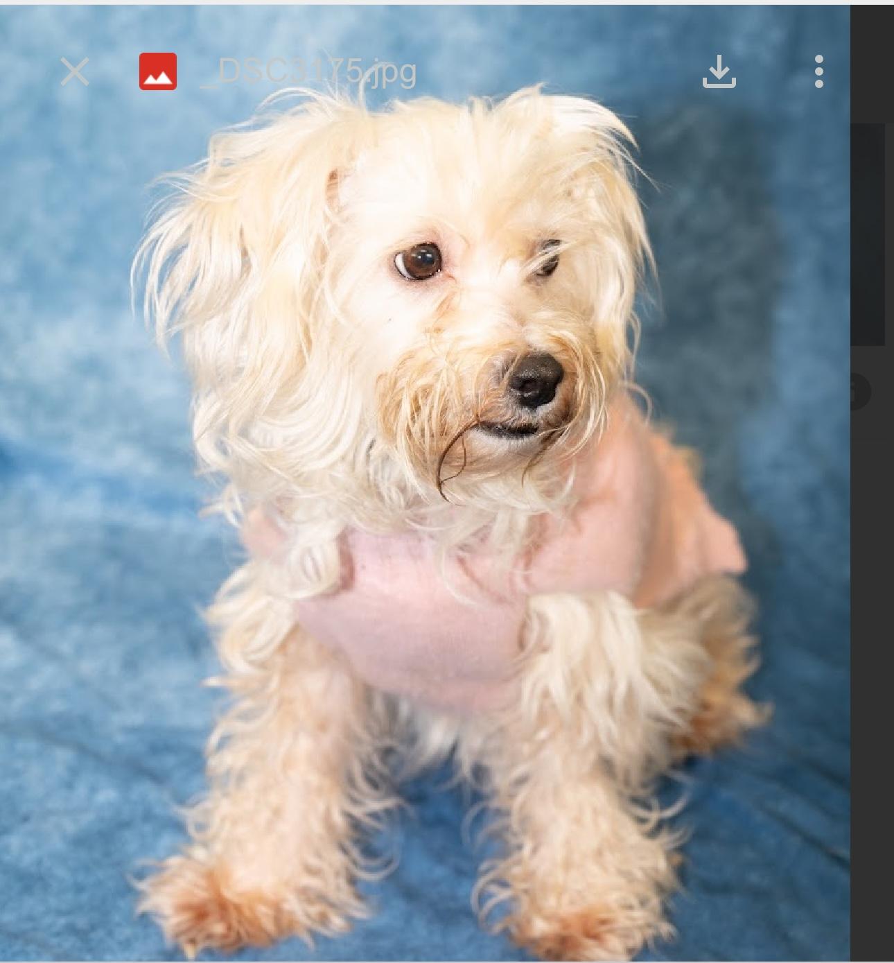 Bailey — thumbnail 4