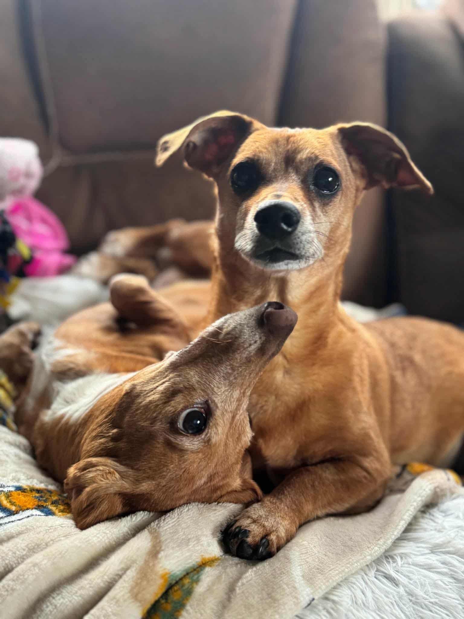Enlarge Dexter & Lillie, a Adoptable Dachshund in North Canton, OH image 1/4