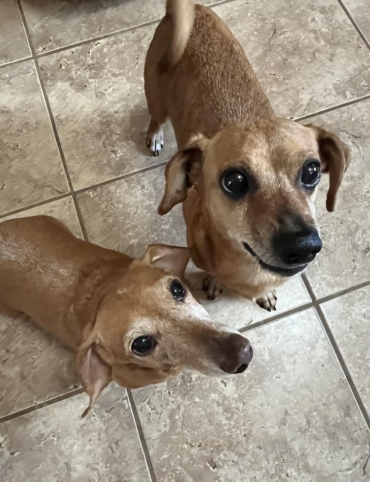 Enlarge Dexter & Lillie, a Adoptable Dachshund in North Canton, OH image 2/4