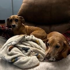 Enlarge Dexter & Lillie, a Adoptable Dachshund in North Canton, OH image 3/4