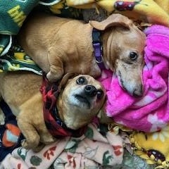Enlarge Dexter & Lillie, a Adoptable Dachshund in North Canton, OH image 4/4