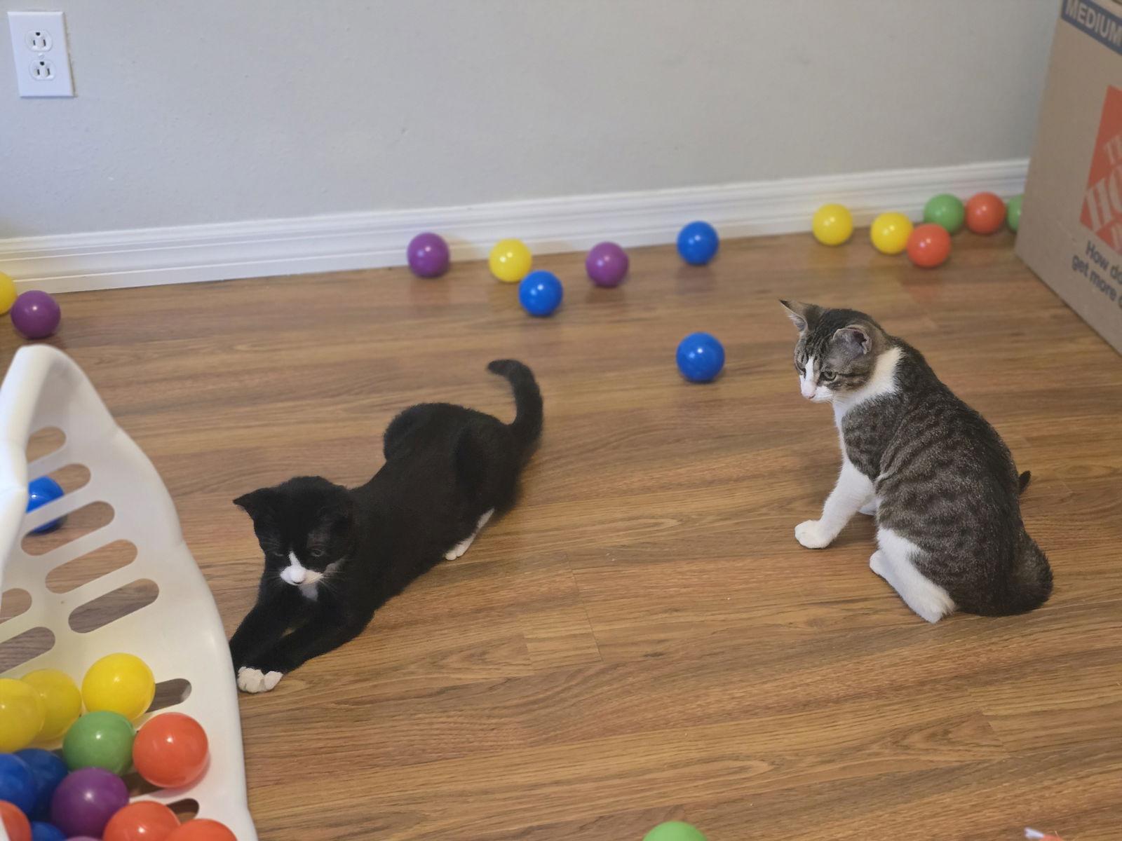 Linny (9987), Adoptable, Kitten Male Tabby.