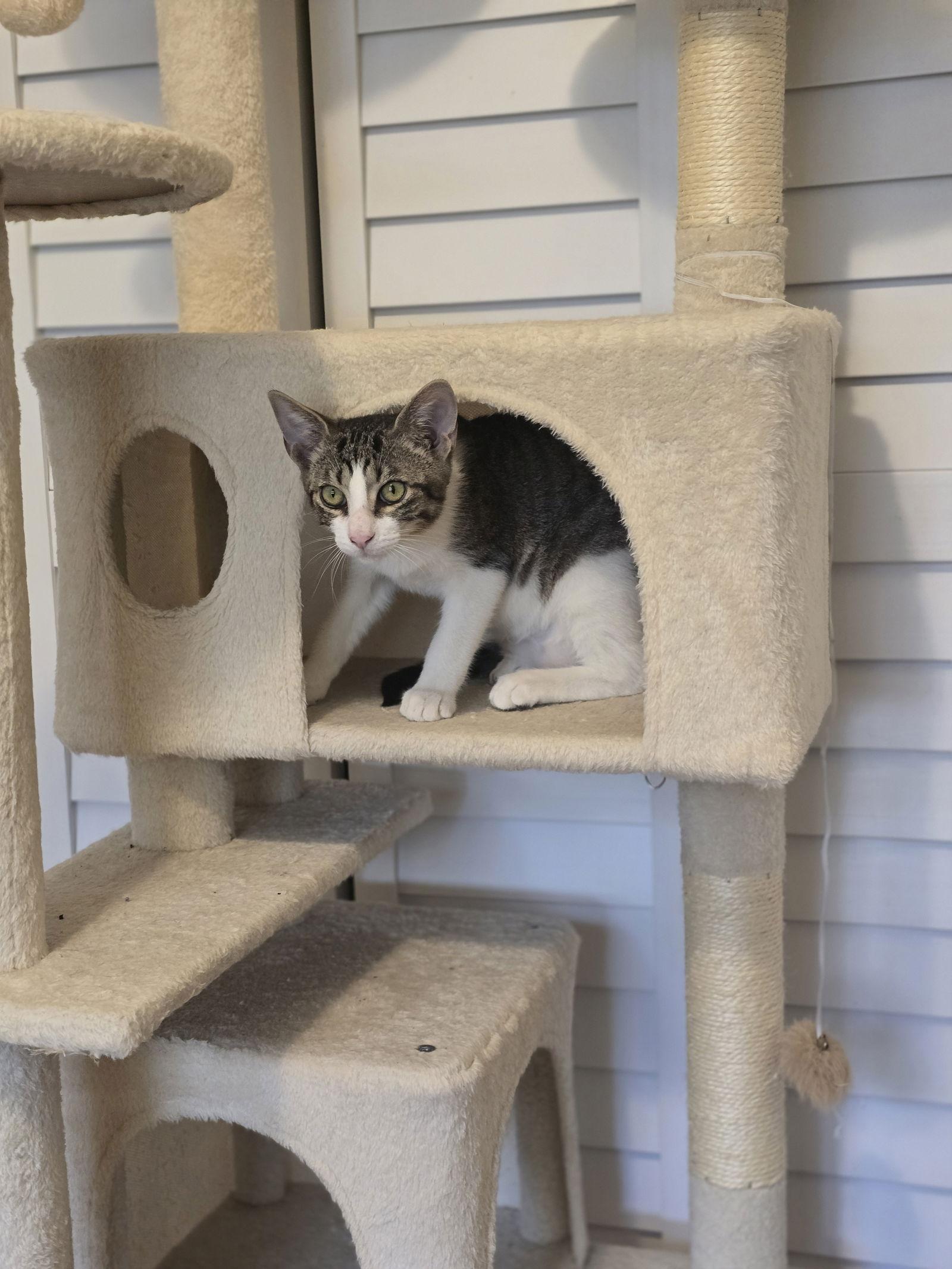 Enlarge Linny (9987), a Adoptable Tabby in Wesley Chapel, FL image 2/2