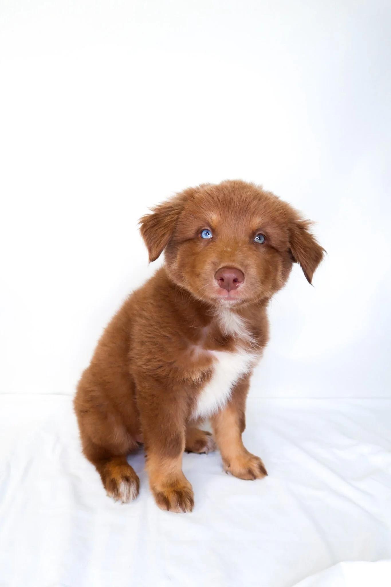 Nexus, an adoption pending mixed breed in Bixby, OK image 6/6