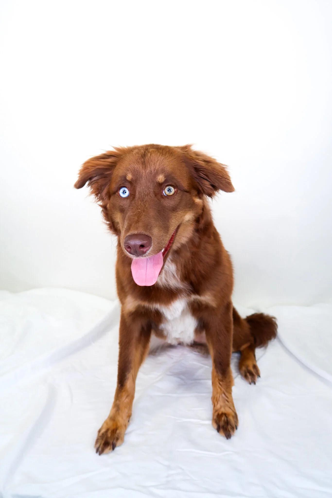Nexus, an adoption pending mixed breed in Bixby, OK image 5/6